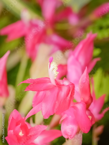 Close up white pollens and pink petal of False Christmas Cactus blossom blooming with nature blurred background