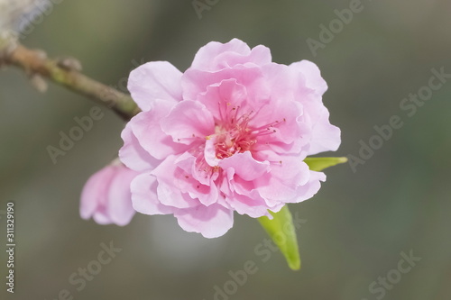 Beautiful Peach flower blossom on branch with nature blurred background.