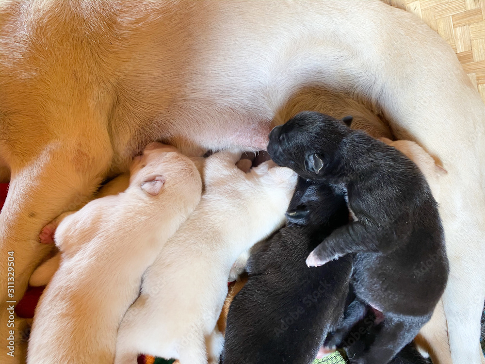 newly born white and black puppies are feeding from mother. newly born white and black puppies are feeding from mother.