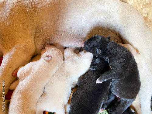 newly born white and black puppies are feeding from mother.