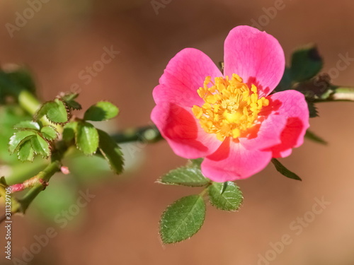 Top view of Rosa bella or Rosa Mosqueta, beautiful pink petal with yellow pollens blossom blooming on the branch with nature blurred background.