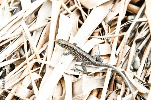 lizard on a rock, in costa rica central america