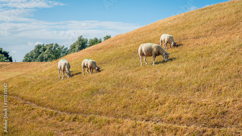 Sheep on the slope of a dike