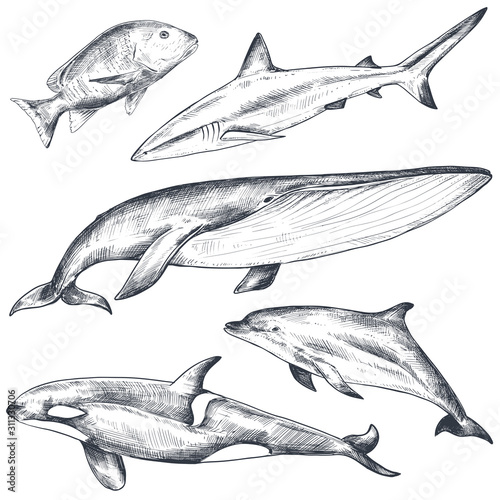 Vector collection of hand drawn ocean and sea animals in sketch style isolated on white.
