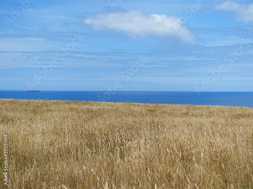 Background texture of dry yellow grass field golden meadows against pure blue ocean with cargo ship in distance in a sunny summer day. Portland  VIC Australia. Copy space for text.