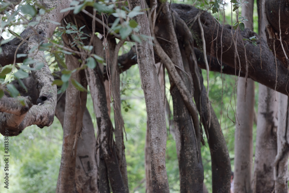 Aerial roots of giant Banyan tree turned to new tree stems in Auroville, South India