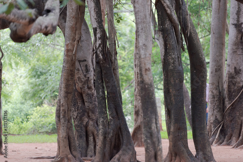 Aerial roots of giant Banyan tree turned to new tree stems in Auroville, South India