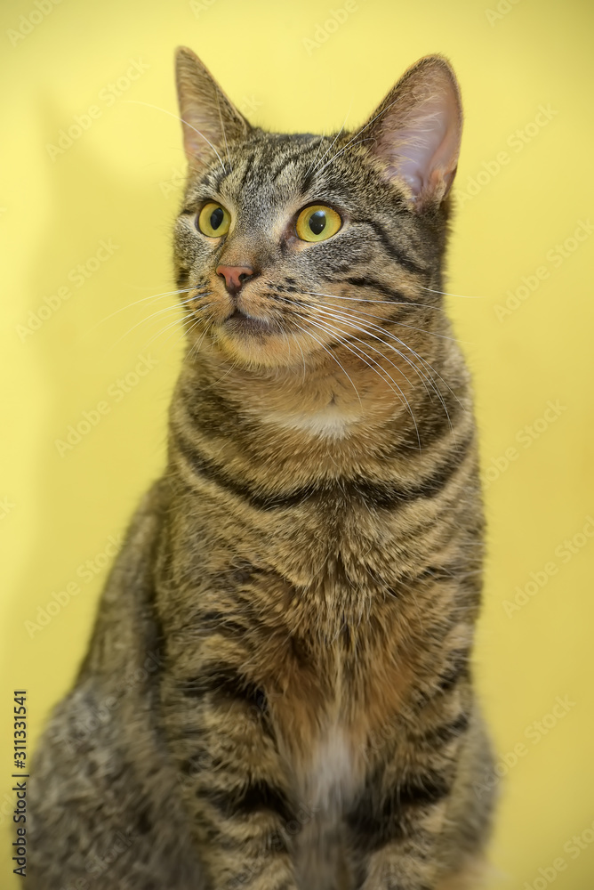 European striped cat on a yellow