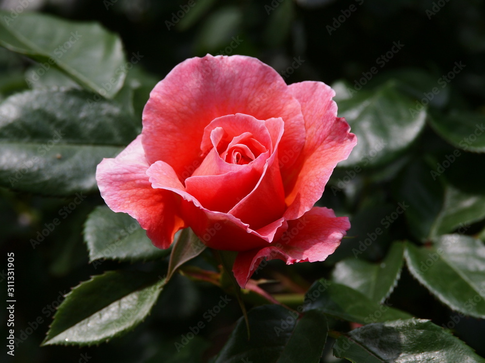 淡い赤色の春薔薇 淡い赤色の春薔薇