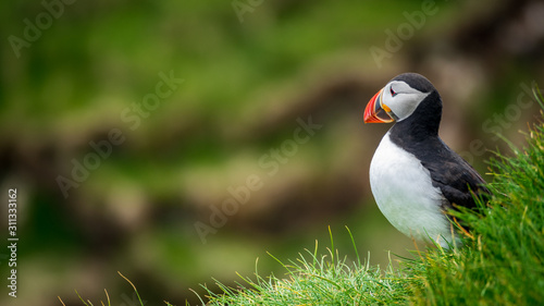 Profile view of puffin in the hill © F.C.G.