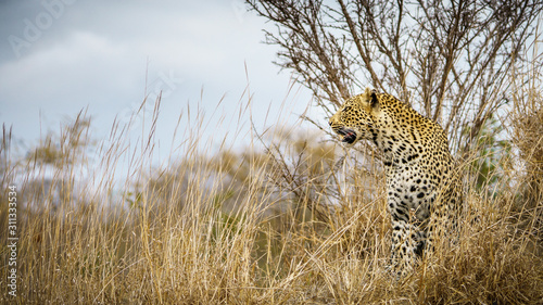 leopard in kruger national park  mpumalanga  south africa 28