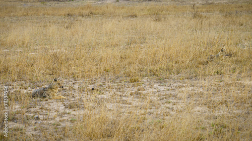 jackals in kruger national park, mpumalanga, south africa