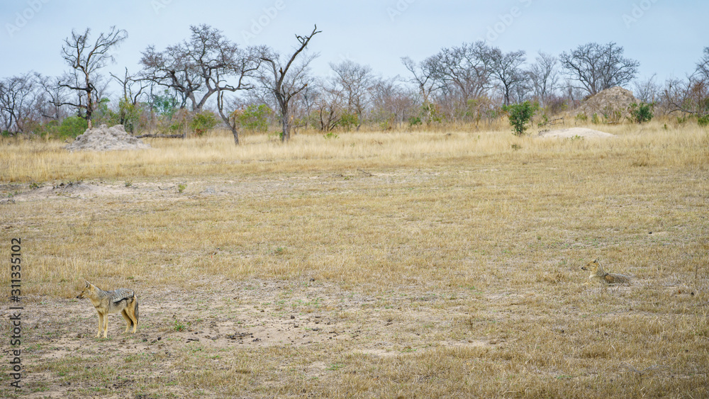jackals in kruger national park, mpumalanga, south africa jackals in kruger national park, mpumalanga, south africa