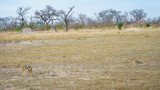 jackals in kruger national park, mpumalanga, south africa