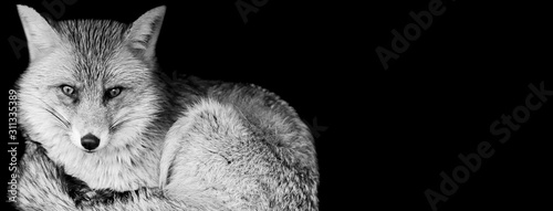 Fotografi Red fox with a black background