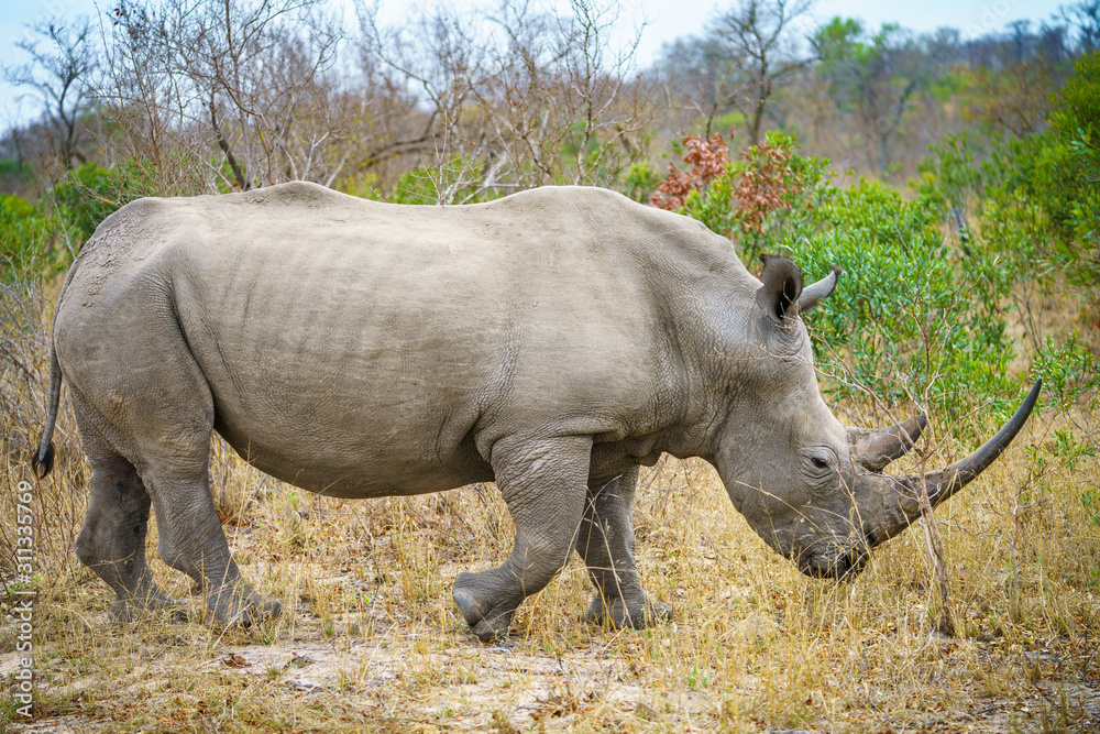white rhino in kruger national park, mpumalanga, south africa white rhino in kruger national park, mpumalanga, south africa