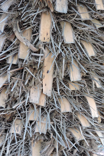 A close-up of withered leaf stalk bases  of a palm tree and hairy fibres on a trunk photo