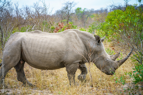 white rhino in kruger national park  mpumalanga  south africa