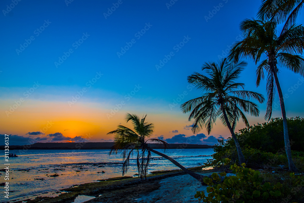 Coco palm at sunset over tropical beach in Caribbean sea. Vintage processed. Fashion travel and tropical beach concept