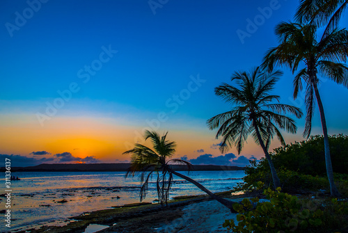 Coco palm at sunset over tropical beach in Caribbean sea. Vintage processed. Fashion travel and tropical beach concept