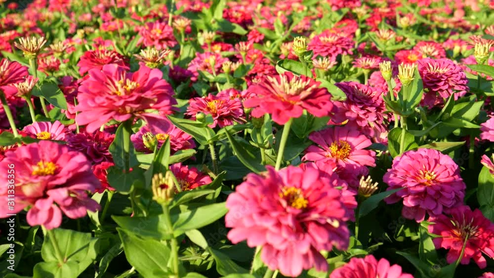 blossom of beautiful flowers blossom of beautiful flowers
