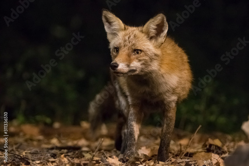Fox in front in the forest at night.