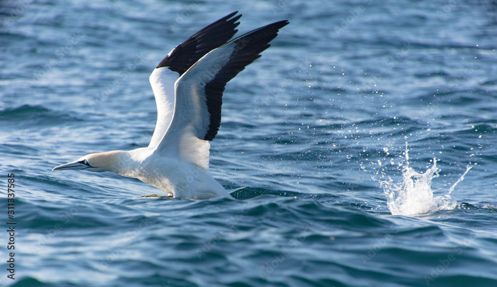 seagull in flight seagull in flight