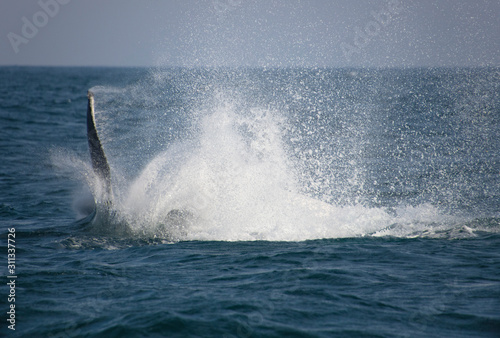 Whales slapping 