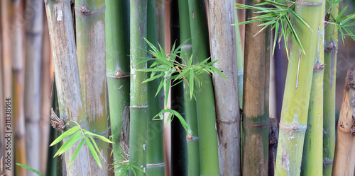Fototapeta Naklejka Na Ścianę i Meble -  bamboo in the forest with relexing background