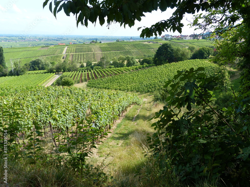 Vineyard in Pfalz