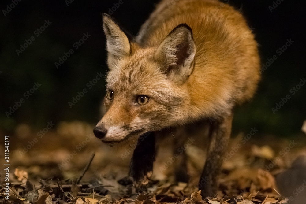 Red fox in the night.