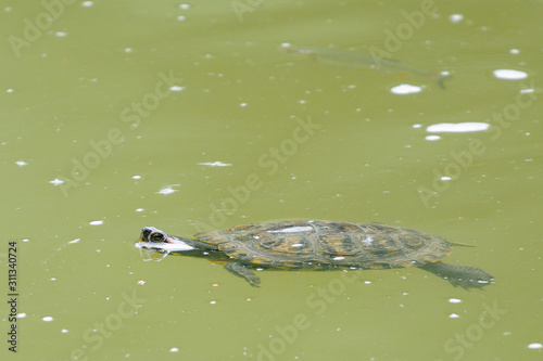 Turtle floating with fish in river-closeup.