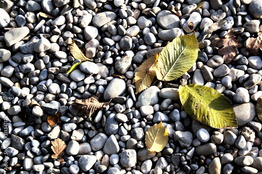 Kiesel und Laub