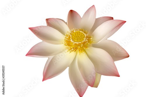 Lotus flower or waterlily (water lily) isolated on white. Tropical plant is used in medicine, healthcare (health care), perfume, for massage. Lotus in blooming is a symbol of peace and meditation