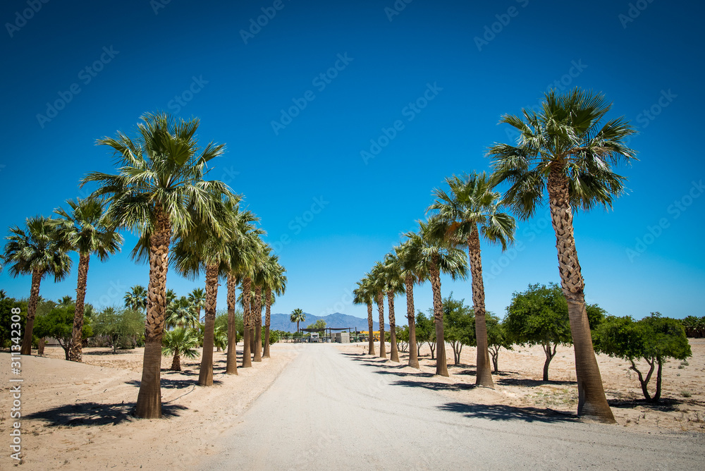 Californian palm trees (Washingtonia Robusta) alleyway on rural street in Mojave or Sonoran desert near Palm Springs, California, USA.