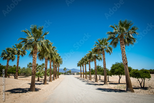 Californian palm trees (Washingtonia Robusta) alleyway on rural street in Mojave or Sonoran desert near Palm Springs, California, USA.