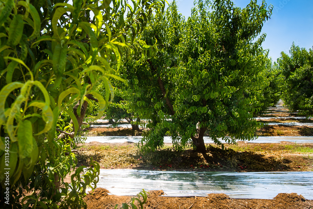 Drip irrigation system of watering and foils. Peach trees (Prunus