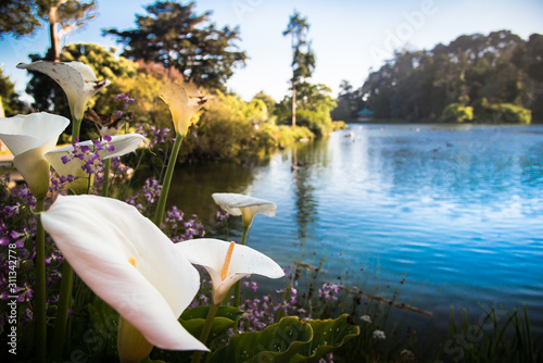Canvas Print White wedding Calla Lily or Arum Lily flowers (Zantedeschia aethiopica) at a ser