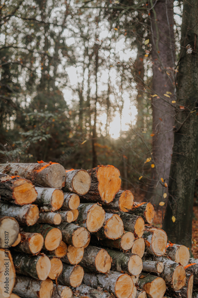 Fresh cut tree logs in forest.