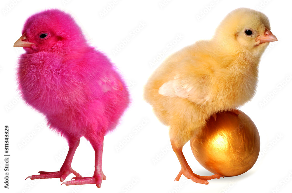 coloured chick born