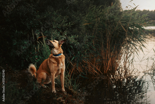 mixed breed dog in a collar sitting by the river