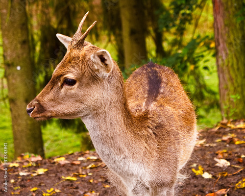 Junger Dammhirsch photo