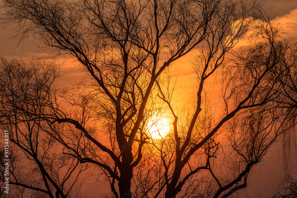 Sunset and the bared trees Sunset and the bared trees