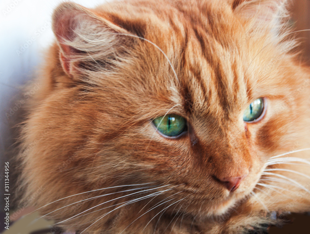 Close-up portrait of a red cat. Candid.