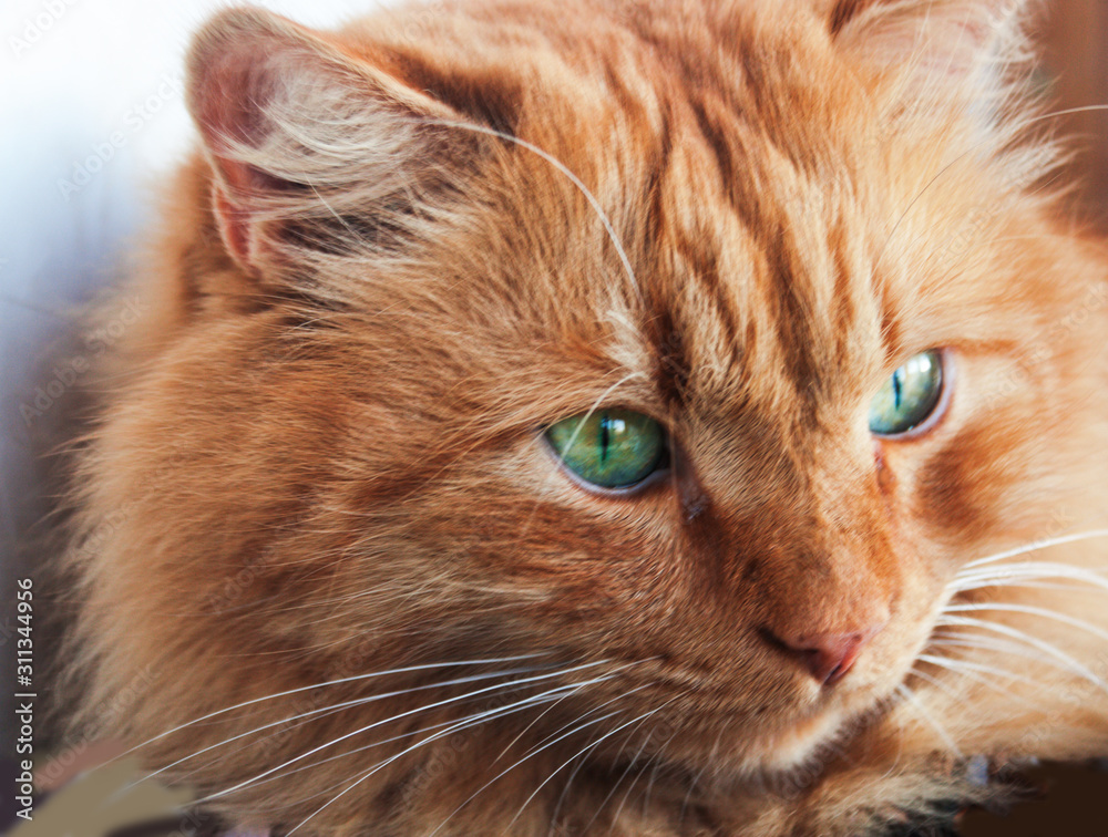 Close-up portrait of a red cat. Candid. Close-up portrait of a red cat. Candid.