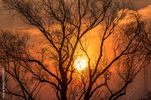 Sunset and the bared trees