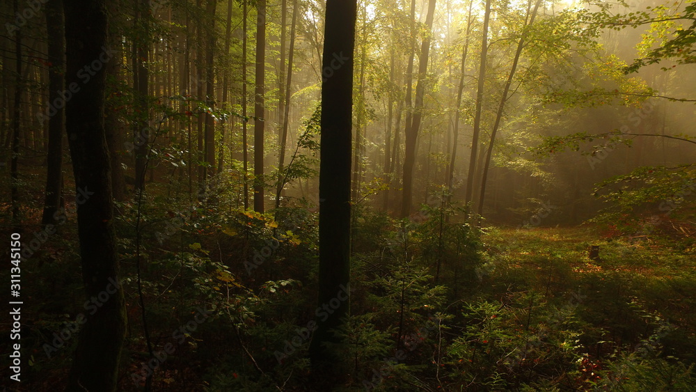 Obraz premium Misty nature with trees and some sun. Wild nature.