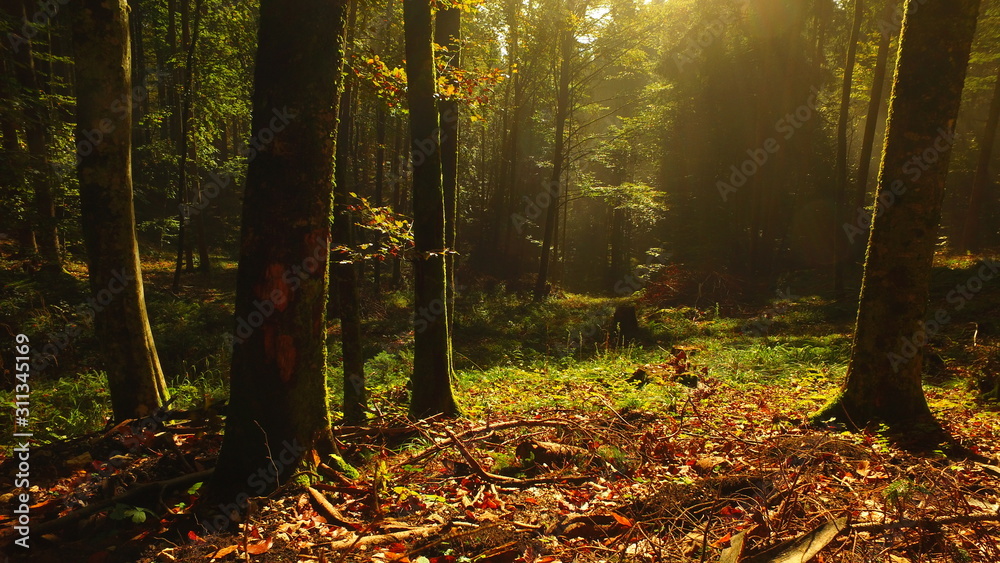 Autumn forest in the morning Autumn forest in the morning