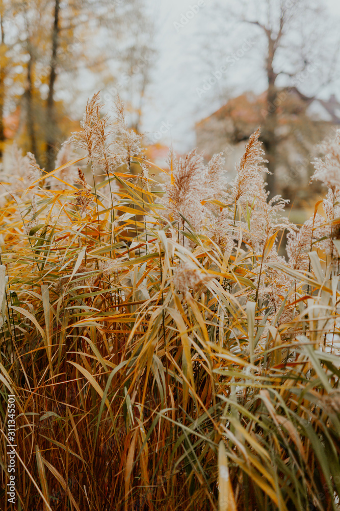 Fototapeta premium Seedy reed stalks at sunset