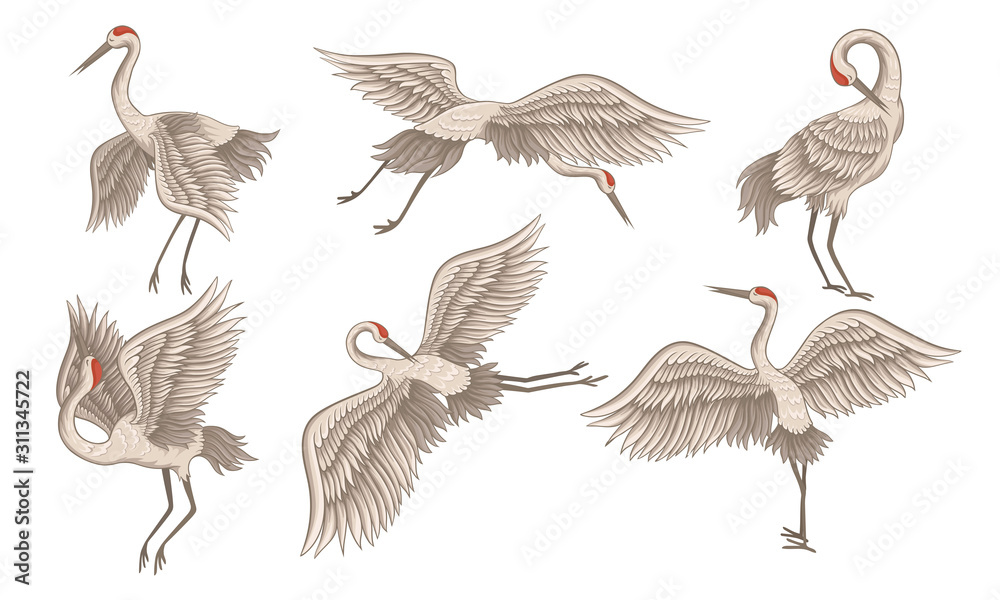 Realistic Red-crowned Crane in Different Poses with Stretched Wings Vector Set Realistic Red-crowned Crane in Different Poses with Stretched Wings Vector Set